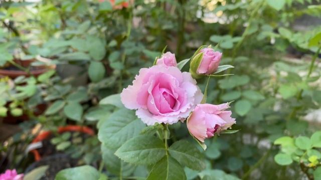 Le Ciel Bleu Rose смотреть онлайн