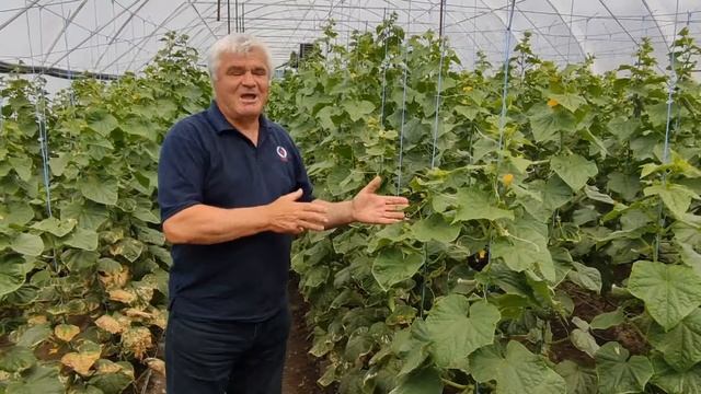 Технология выращивания огурцов и томатов в закрытом грунте смотреть онлайн