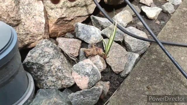 Мой мини пруд.Прудовые Растения. смотреть онлайн