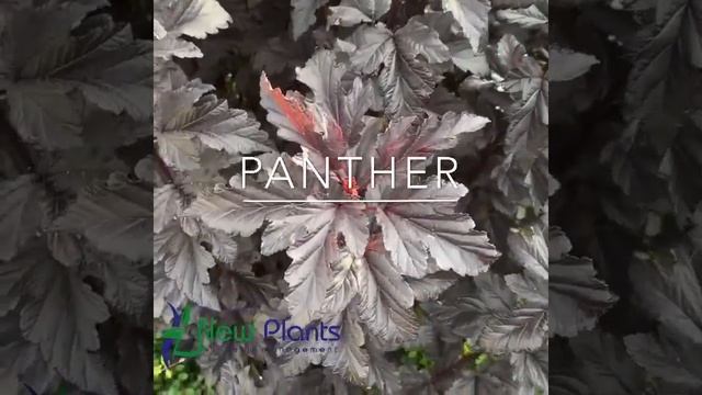 Physocarpus opulifolius Panther смотреть онлайн