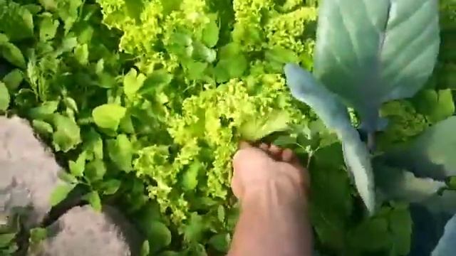 Купольная теплица, геодезический купол, kuppelgewächshaus, geodätische Kuppel Teil 8 смотреть онлайн
