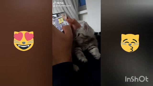 маленький котёнок/смешные животные/ котёнок катается на кульке/ котёнок в мусорке/ кошка смотреть онлайн
