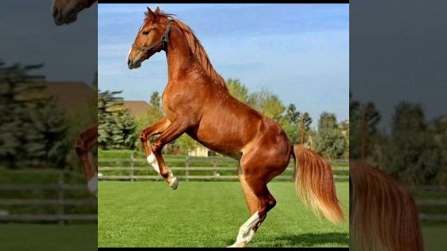 Экстерер современой Карабахской лошади смотреть онлайн