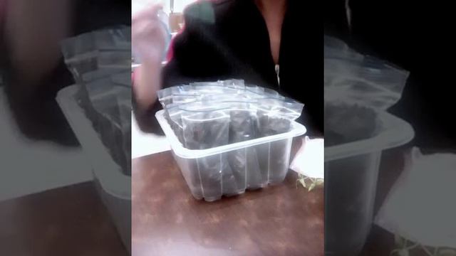 СПОСОБ КОМПАКТНО РАСПИКИРОВАТЬ И РАЗМЕСТИТЬ РАССАДУ В ЗИП ЛОК ПАКЕТЫ.ЧАСТЬ 2. смотреть онлайн