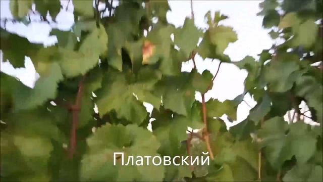 Платовский смотреть онлайн