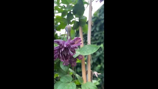 Клематис Мери Роуз смотреть онлайн