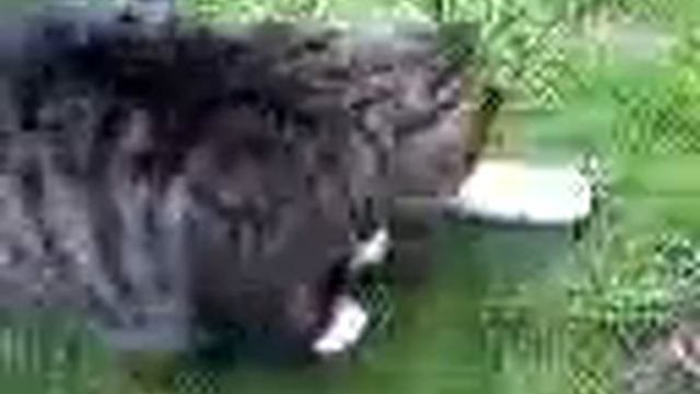 Mother's stray cat, Petunia. Comes to eat daily. смотреть онлайн