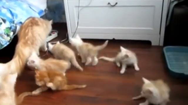 Кошка с рыжими котятами - переполох