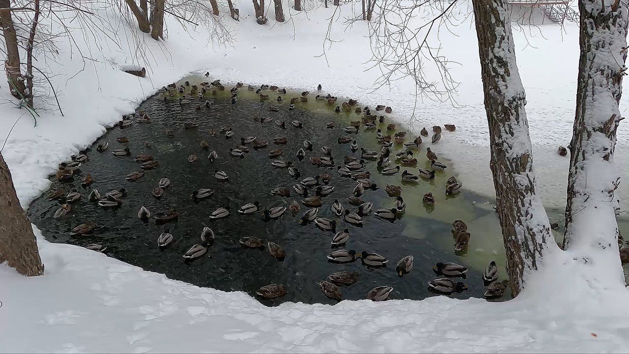 Уточки - зимовка (Самара 3.01.2024) смотреть онлайн