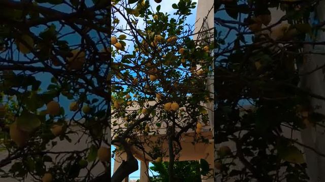 Лимоны в Испании