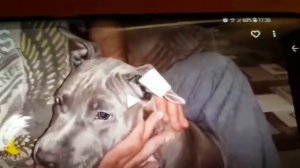 Ошибки при  *намотке* пластыря на не купированные уши щенкам стаффорда