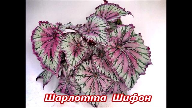 КАТАЛОГ 🌺 ДЕКОРАТИВНЫХ БЕГОНИЙ 🌺 2024 г смотреть онлайн