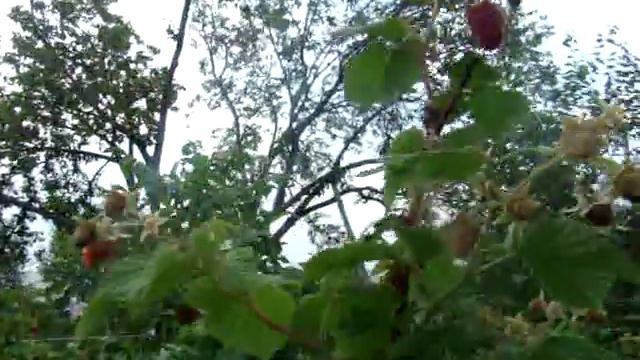 Вот и созрела малина. Сорт "Гусар". смотреть онлайн