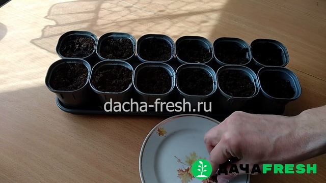 Клюква на рассаду