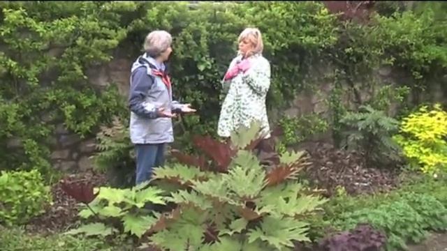 Rheum palmatum "Atrosanguineum".m4v смотреть онлайн