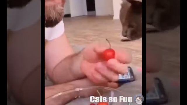 No Cat No Life - Cats Doing Funny Cute Things 2020 🐱 смотреть онлайн