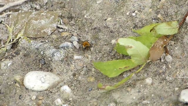 Colletes hederae (Colletidae-Hymenoptera) petite descente смотреть онлайн