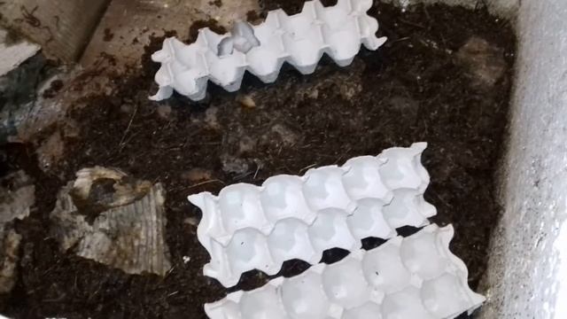 ЧЕРВЯТНИК после зимовочки.Черви ау... смотреть онлайн