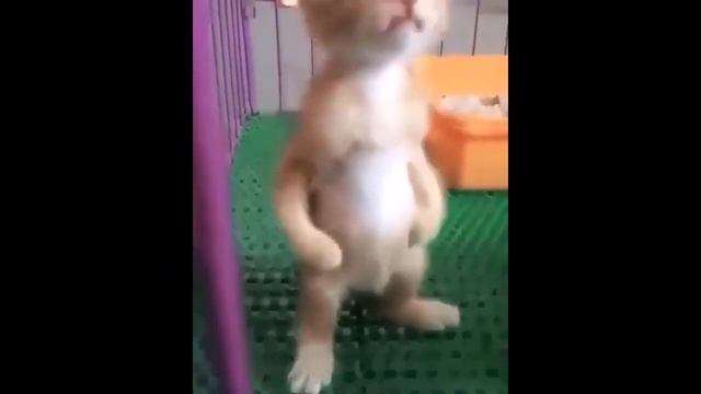 Коты и Кошки - шерстяные молодцы. Посмеялись от души. Смешные видео про кошек. Видео про котов смотреть онлайн