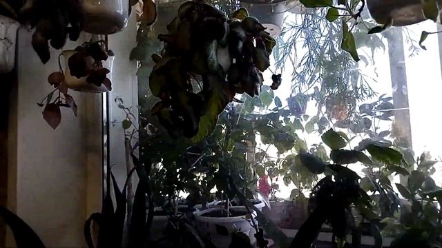 Цветы дома. Эписции. смотреть онлайн