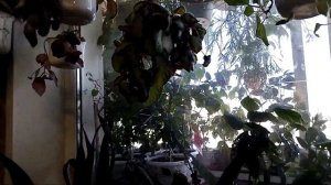 Цветы дома. Эписции.