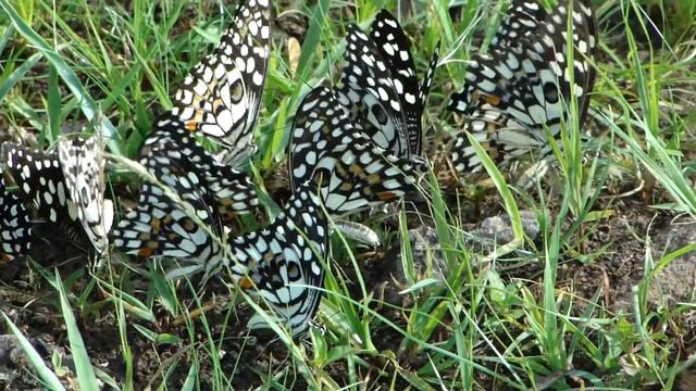 Weakness of Memory: For what has just thought. © Pankaj Oudhia смотреть онлайн