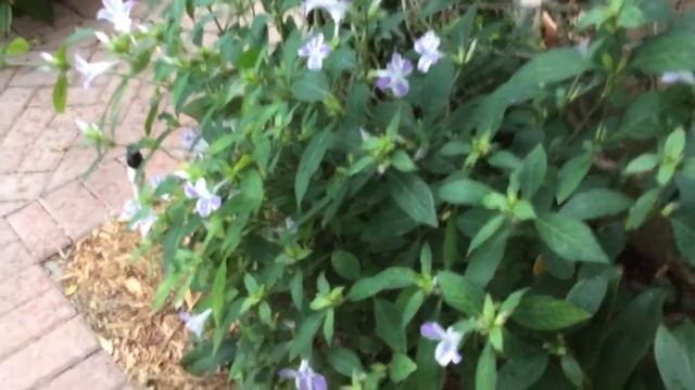Barleria greenii (lace and lavender) смотреть онлайн