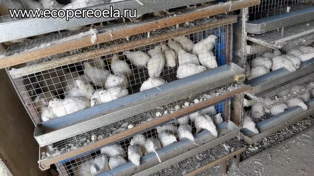 Плохие последствия! Если не правильно кормить перепелов смотреть онлайн
