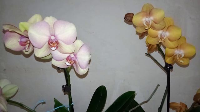 Мои новинки Las Vegas и Sara Blush. Как пересаживать новинку. смотреть онлайн