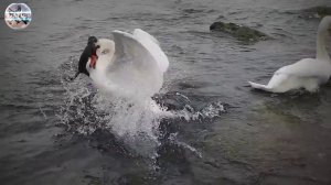 Ласка в деле!Впечатлительным не смотреть!!!Ласка против лебедей, гусей, уток, куриц и мышей.