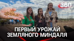 Выращивание чуфы: в этом сезоне в Подмосковье получат первый урожай земляного миндаля