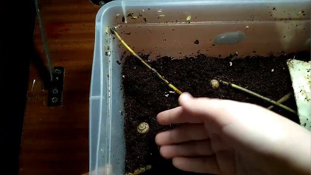 УЛИТКА ОТЛОЖИЛА ЯЙЦА?!/сразу две кладки? смотреть онлайн