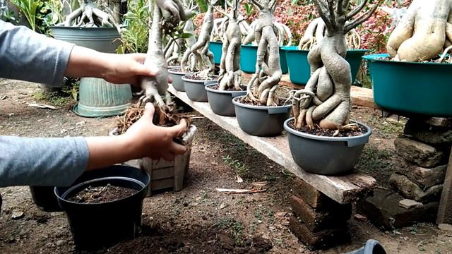 Pentingnya Ganti Media Adenium Secara Berkala. The Importance of Periodically Replace Adenium Media смотреть онлайн