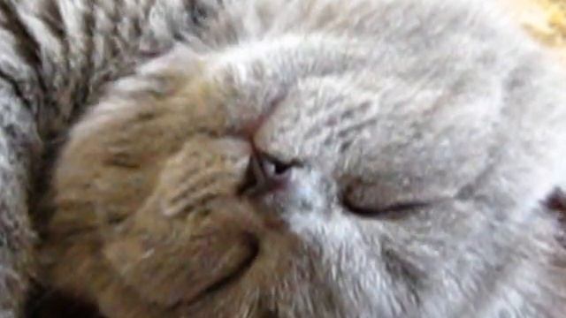 Котенок смешно спит
