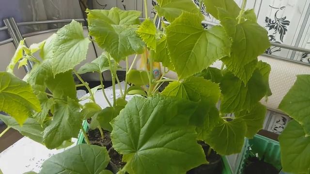 12. На Ямале. 31 мая а рассада огурцов еще дома. На листочках появилась желтая кайма смотреть онлайн