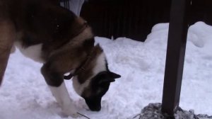 Американская акита. Вязка .Дубль два... удачно))))