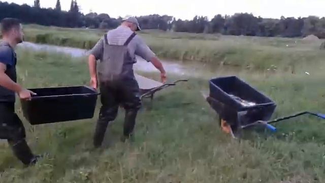 Пополнение прудов карпом смотреть онлайн