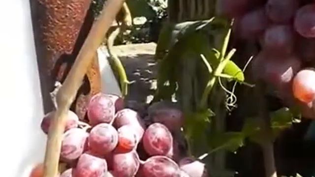 Виноград Тайфун смотреть онлайн