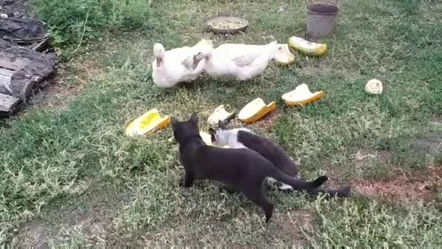 Кошка-долгожитель жрет кабачки смотреть онлайн