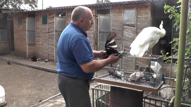 Освобождение голуба из плена и смотрим голубят... смотреть онлайн