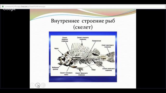 ЕГЭ по биологии 11 класс Занятие №8 Царство животные. Подцарство многоклеточные. Тип хордовые смотреть онлайн
