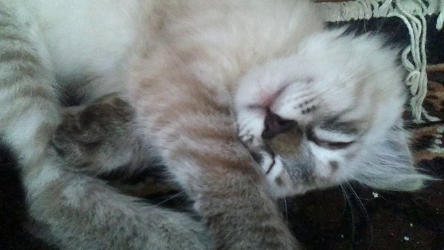 Cпящий кошарик