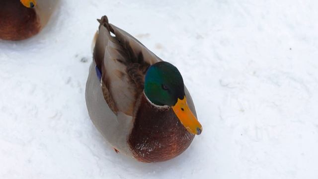 Сотни диких уток #дикиеутки #утки смотреть онлайн