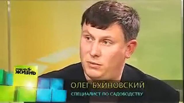 Зимний сад в квартире и доме. Уход за комнатными растениями смотреть онлайн