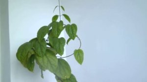 Клеродендрум обычный, угандийский и вариегатный инерме! Содержание и уход!