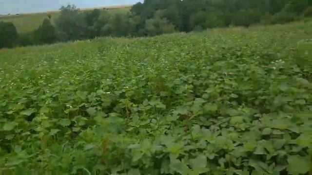 КОГДА СЕЯТЬ ФАЦЕЛИЮ? ПОСЕВ ФАЦЕЛИИ НА МЕДОНОС. ФАЦЕЛИЯ. ВСЕ О ФАЦЕЛИИ. Артура&Пасека. смотреть онлайн