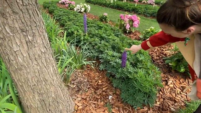 Апрельский Шанхай | Шанхайский ботанический сад | Цветение сакуры смотреть онлайн