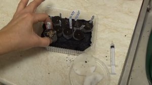 Посев ТУНБЕРГИИ  для начинающих. Все тонкости и нюансы.