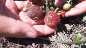 Клубника Хоней и Гигантела с интернет -магазина.Как прижилась и стоит ли покупать ?.