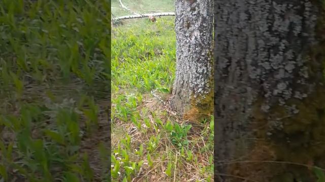 В нашем "не Лесу" распустились ландыши смотреть онлайн